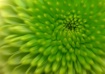 Turning Green