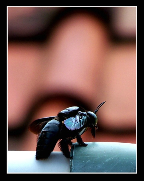 Black Bumblebee