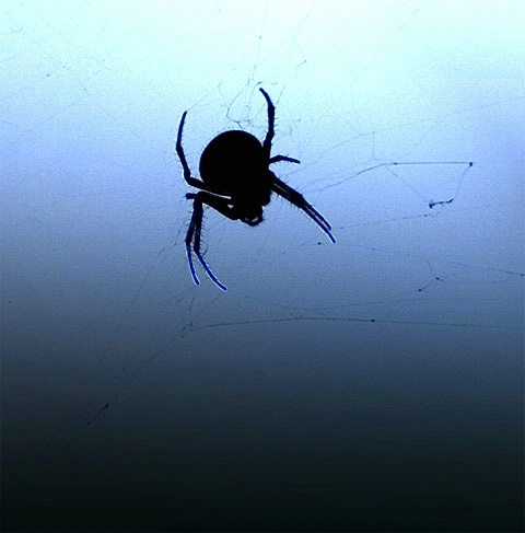 Plump Washington state spider