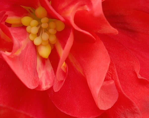 Begonia 2