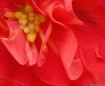 Begonia 2