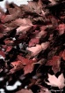 Maple Leaves in O...