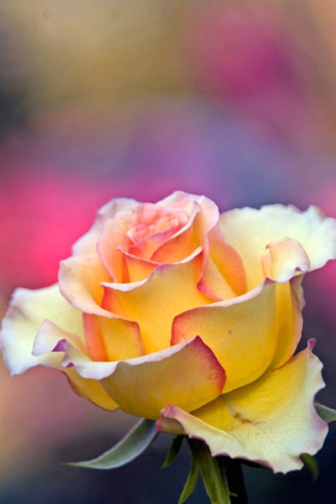 Yellow and Pink Rosebud