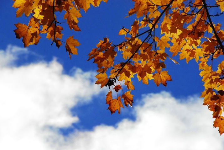 Just laying under a tree.