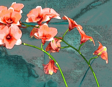'Orchids - poster