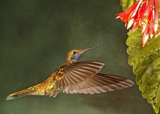 Green Violet-ear Hummingbird