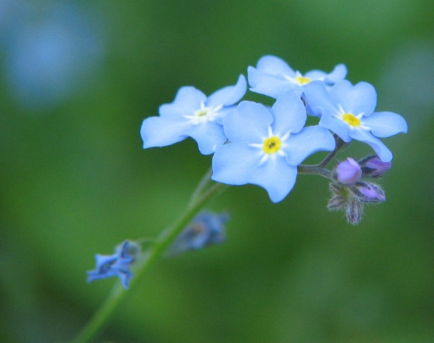 Forget me not