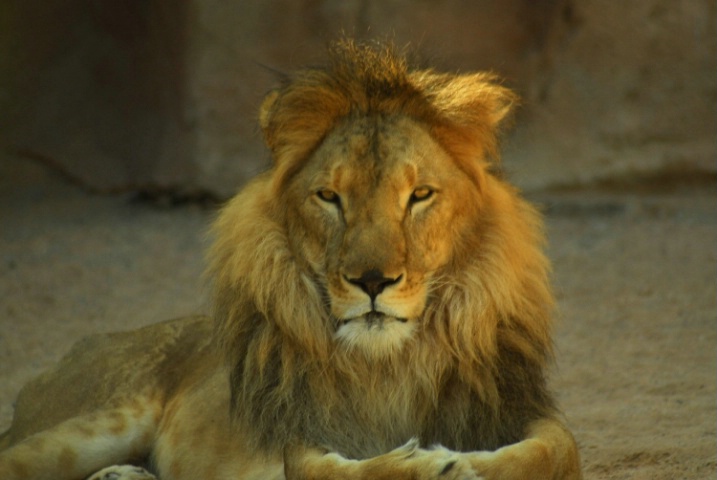 Lion