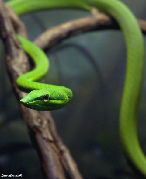 Green Rope Snake