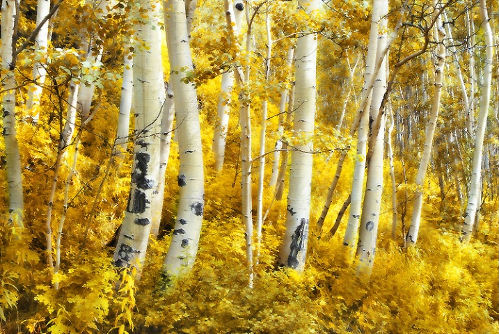 Aspen trees