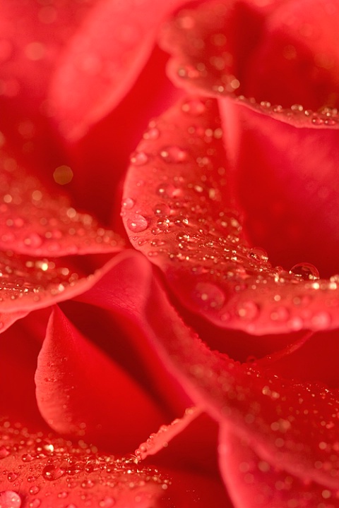 Rose with Raindrops 4