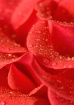 Rose with Raindro...