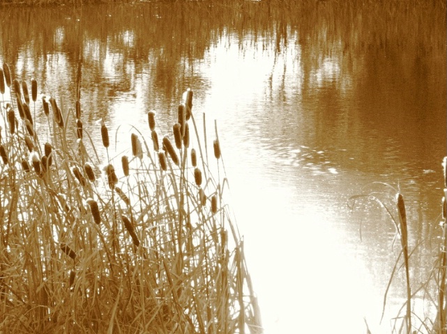 My soft spot for Cattails