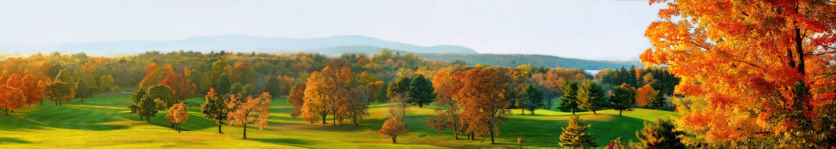 Autumnal Maples II