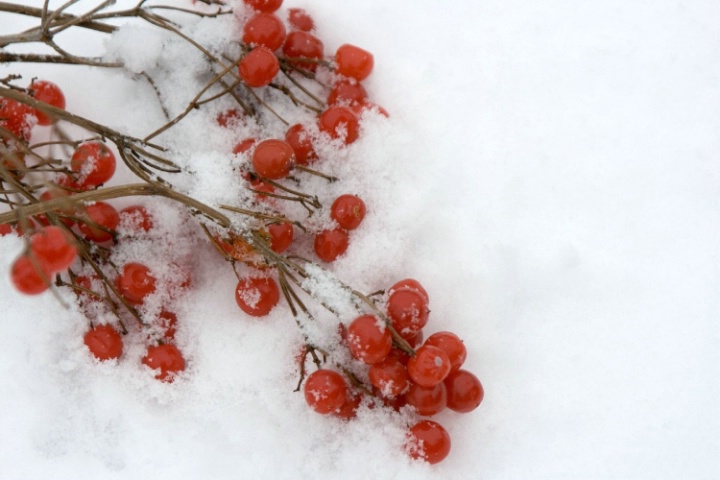 Frosted Berries after