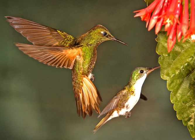 Buff-tailed Coronet and Andean Emerald