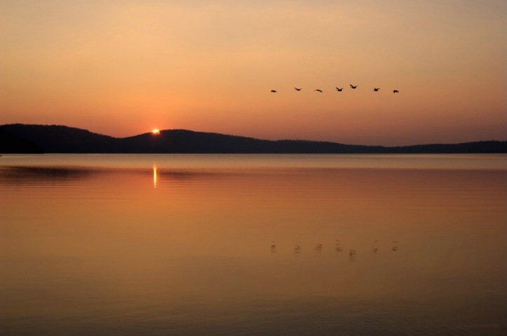 sunrise birds in flight at Round Valley