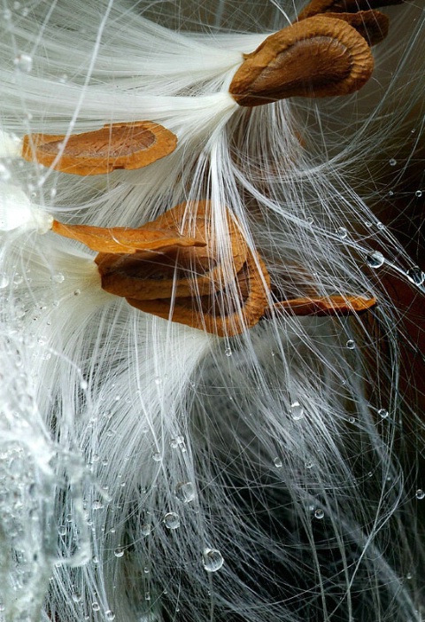 Milkweed Chaos