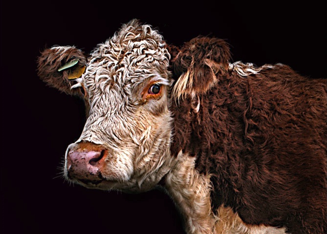 Portrait of a Cow