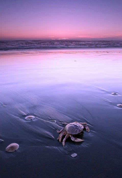Crab at Sunset