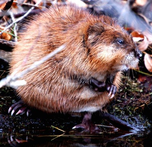 Muskrat 