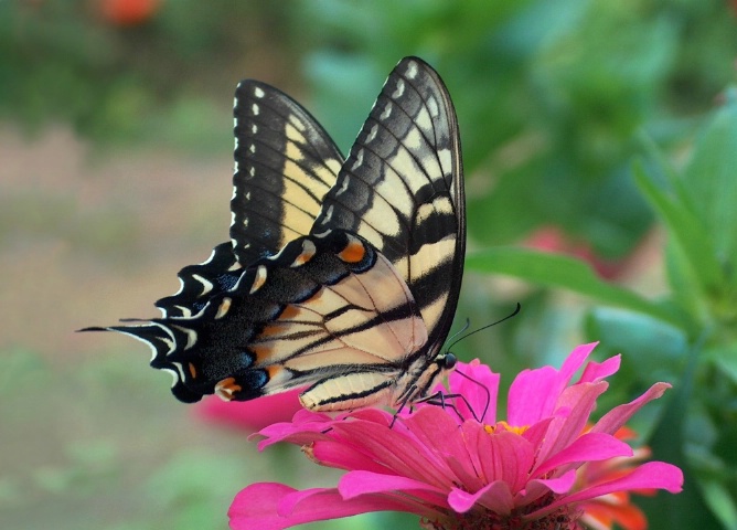 Butterfly in Jum's Garden