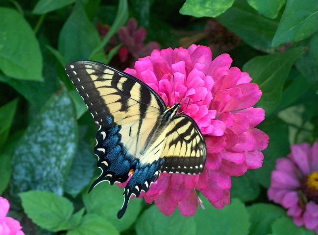 Butterfly in Jum's Garden 2a