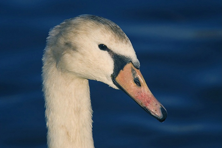 Mute Swan Portrait 2