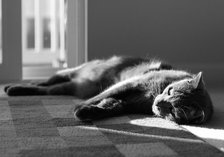 Cat in the Sun