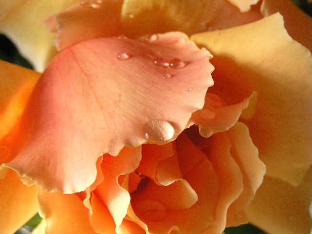 ~Frilled Petals~