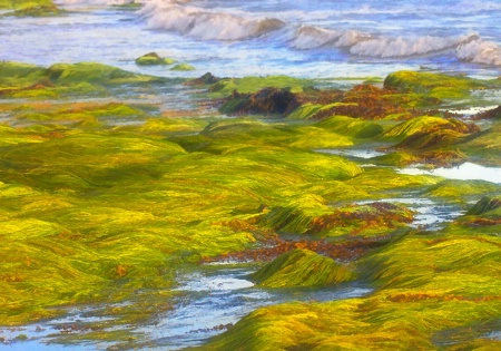 Eelgrass At Low Tide