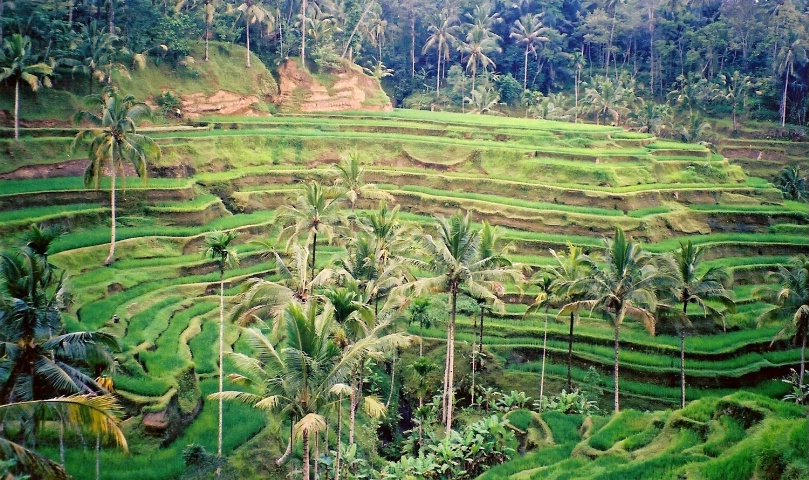 Terraces of green