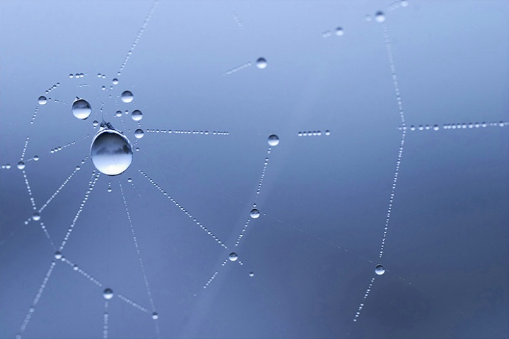 Spider Web.