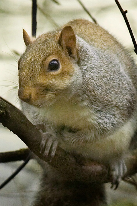 Eastern Gray Squirrel - ID: 3022618 © John Tubbs