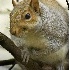 2Eastern Gray Squirrel - ID: 3022618 © John Tubbs