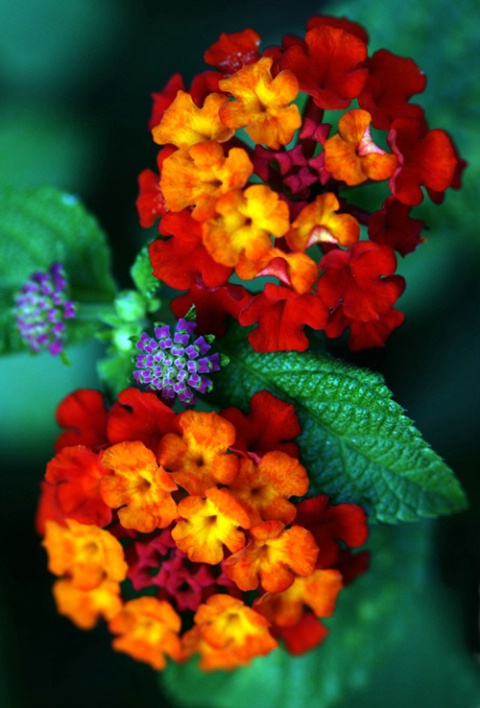 LANTANA COLORS