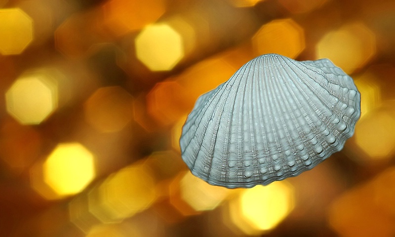 The Flying Seashell