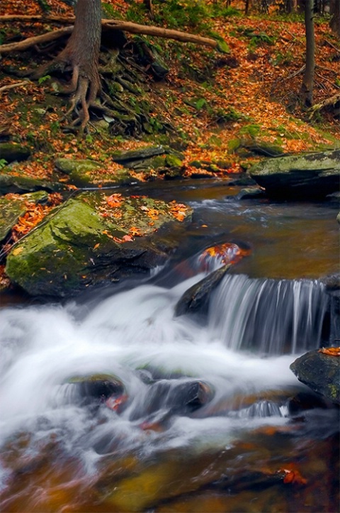 Trout stream