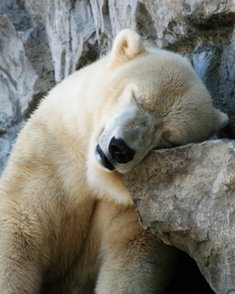 "Sleepy Time Teddy Bear"