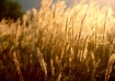 Fields Of Gold