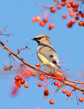 Cedar Waxwing