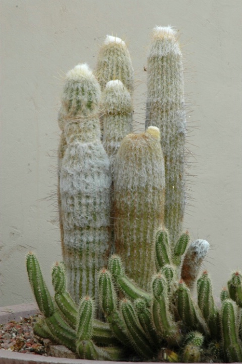 The birds pluck the cactus cotton for their nests!