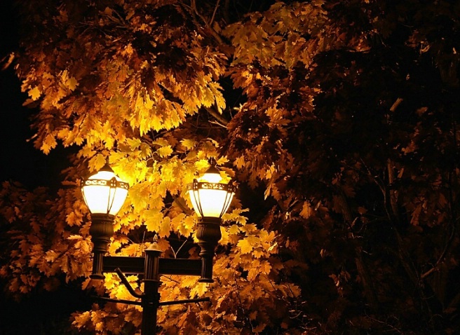 Lights and Leaves