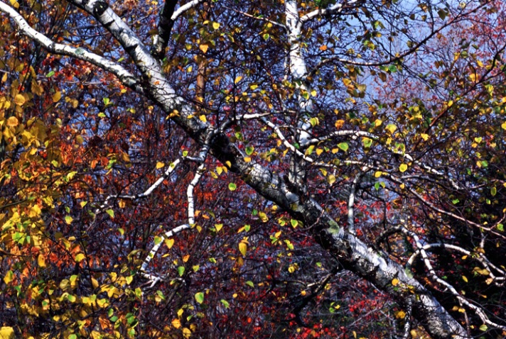 Birch and Colors - ID: 3031887 © Nora Odendahl