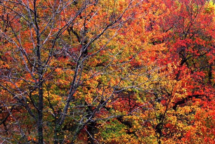 Foliage at the Gunks - ID: 3031895 © Nora Odendahl