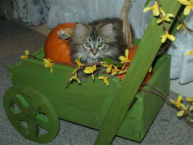 Miss Jazzy and the Pumpkins