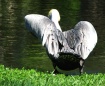 OK, So I Waddle