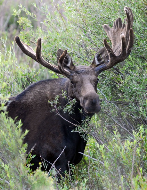 Moose Portrait