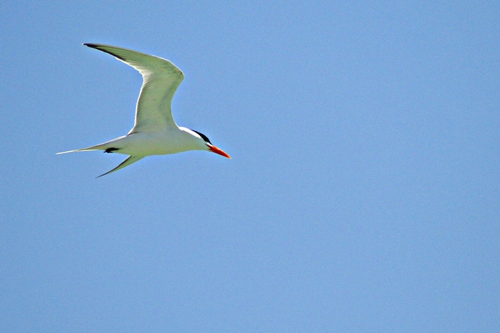 Royal Tern Flyby