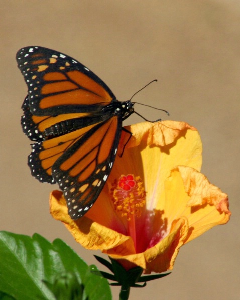 Monarch Butterfly - Desert Botanical Gardens - ID: 3036960 © Patricia A. Casey